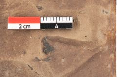 Foto (Detailansicht) von Betula dryadum Brongniart (NHMW-GEO-2024-0188-0724)